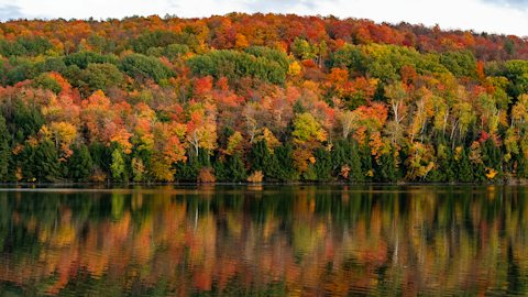 Fall foliage virtual background for Teams and Zoom