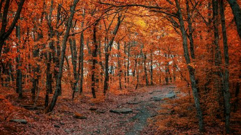 Red forest path fall virtual background for Teams and Zoom