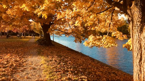 Autumn lakeside fall virtual background for Teams and Zoom