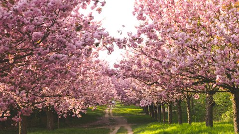 Blossom path spring virtual background for Teams and Zoom