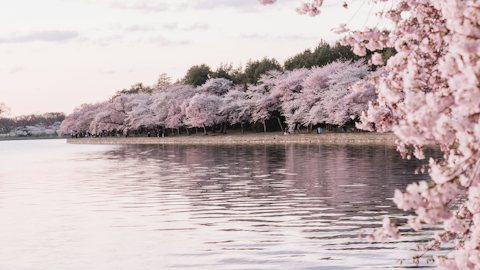 Cherry blossom lake spring virtual background for Teams and Zoom