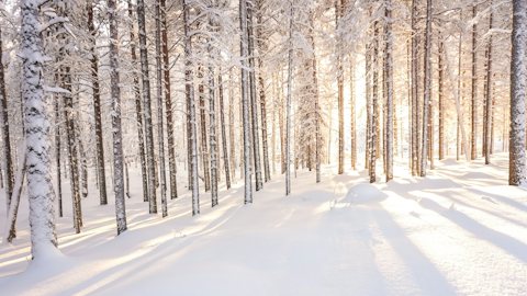 Snowy forest winter virtual background for Teams and Zoom
